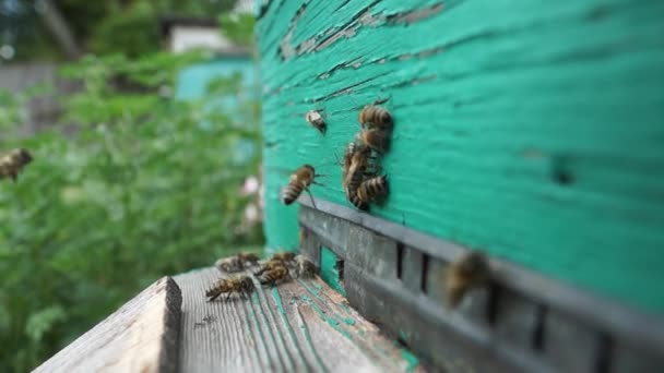 Beekeeper Works Apiary Beehive Honey Production Work Home Apiary Swarm — Stock video