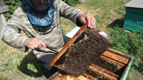 Zheltoe Village Dnipropetrovsk Region Ukraine 2022 Beekeeper Works Apiary Beehive — Αρχείο Βίντεο