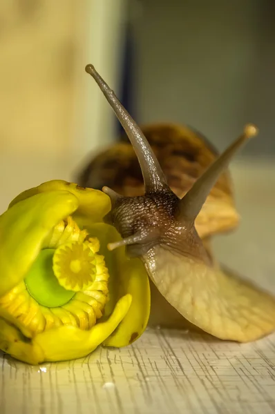 Акатіна равлик на квітковій лілії — стокове фото