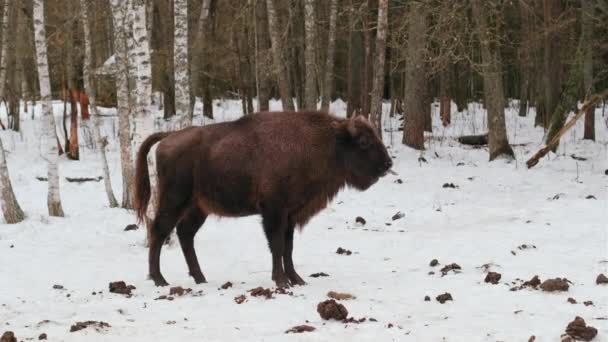 Masculul Bizon Defecă Pădurea Iarnă Scena Vieții Sălbatice Videoclip de stoc fără drepturi de autor