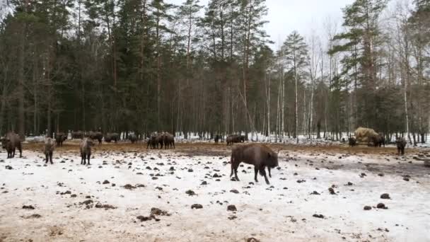 Stado Żubrów Cielętami Spaceruje Zimowym Lesie Scena Przyrodą Siedlisko Naturalne Filmiki Stockowe bez tantiem