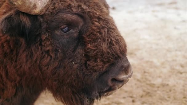 Large Horned Bison Feeder Reserve Close Shot — Stock Video