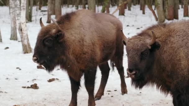 Grupo Grandes Bisontes Con Cuernos Caminar Por Bosque Invierno También — Vídeos de Stock