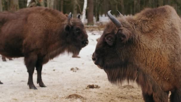 Stor Behornad Bisonoxe Vinterskogen Naturlig Livsmiljö Närbild Skott — Stockvideo