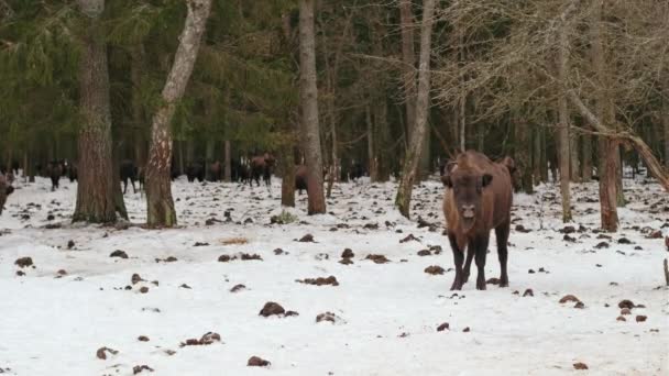 Семья Огромных Рогатых Туров Зимнем Лесу Сцена Дикой Природы Естественная — стоковое видео