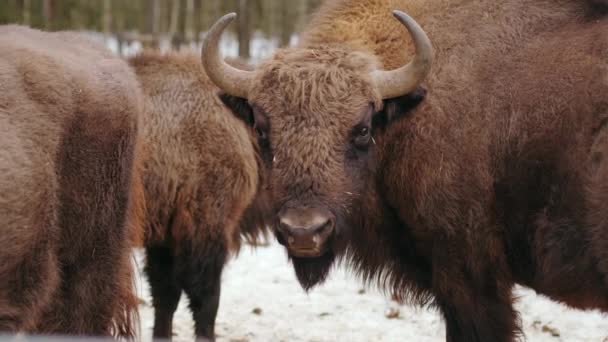 Huge Horned Bison Winter Forest Wildlife Scene Natural Habitat Close — Stock Video