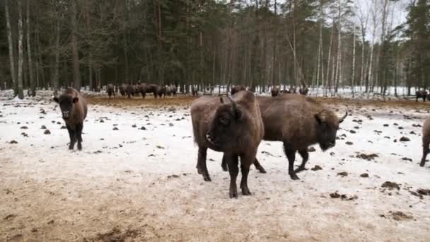 Besättning Bisonoxar Med Kalvar Går Genom Vinterskogen Djurlivsscenen Naturliga Livsmiljöer — Stockvideo