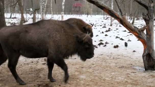 Gruppo Grandi Bisonti Cornuti Passeggia Attraverso Foresta Invernale Conosciuto Anche — Video Stock