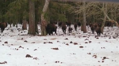 Bizon sürüsü ormana doğru koşuyor. Kış kozalaklı orman. Vahşi yaşam sahnesi. Doğal yaşam alanı.