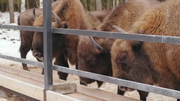 Bison Venit Alimentator Sanctuarul Faunei Sălbatice Pădurea Iarnă Clip video