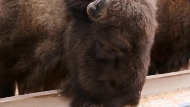 Rodzina Żubrów Jedzenie Pobliżu Karmnika Rezerwacja Dla Dzikich Zwierząt Zimowy — Wideo stockowe