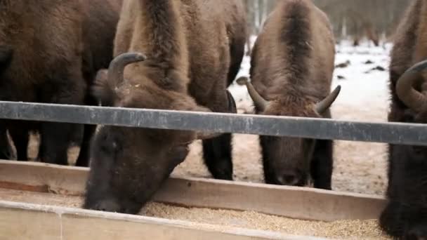 Zubr Bison Européen Mangent Les Aliments Une Mangeoire Dans Une — Video