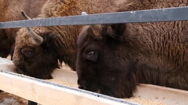 Stado Rogatych Żubrów Jedzących Siano Żerowiska Rezerwacie Przyrody Zimowy Las Wideo Stockowe bez tantiem