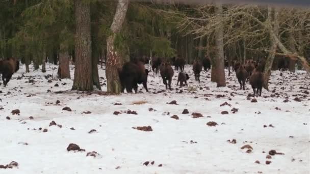 バイソンの群れが森に逃げ込む 冬の針葉樹林 野生動物のシーン 自然生息地 — ストック動画