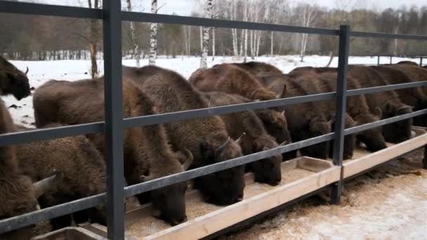 Зубр Европейский Бизон Едят Пищу Кормушки Заповеднике Зимний Лес — стоковое видео