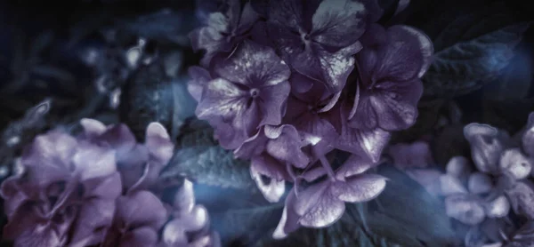 Purple dark flowers night background