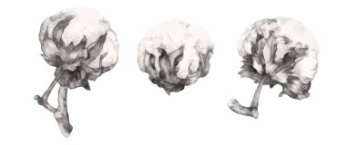 El yapımı pamuk dallar. Son derece ayrıntılı vektör