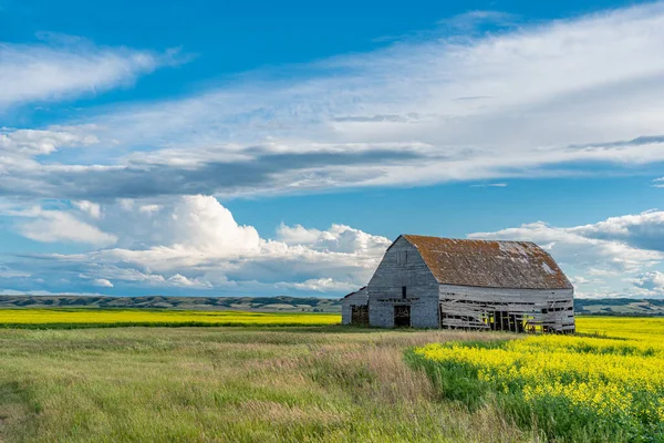 Fienile Abbandonato Sulle Praterie Del Saskatchewan Con Campo Colza Sullo — Foto Stock