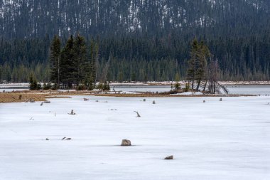 Sebzeler ve ölü ağaç kütükleri Keçi Göleti 'nde, Kananaskis Bölgesi, Alberta
