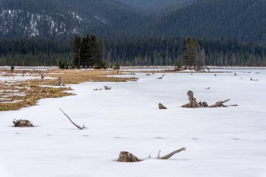 Sebzeler ve ölü ağaç kütükleri Keçi Göleti 'nde, Kananaskis Bölgesi, Alberta