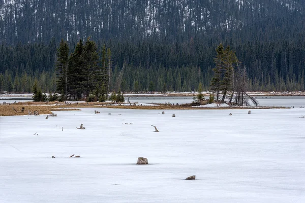 Sebzeler ve ölü ağaç kütükleri Keçi Göleti 'nde, Kananaskis Bölgesi, Alberta