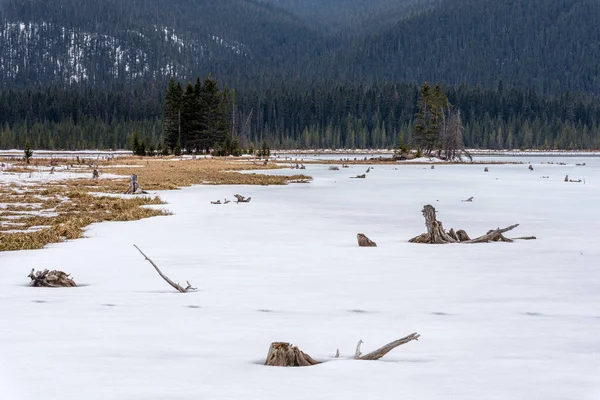 Sebzeler ve ölü ağaç kütükleri Keçi Göleti 'nde, Kananaskis Bölgesi, Alberta