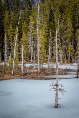 Kananaskis Bölgesi, Alberta 'daki bir gölün mavi buzunda donmuş ölü ağaçlar.