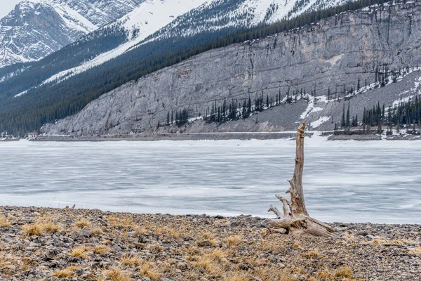 Driftwood Borda Reservatório Congelado Lagos Pulverização Kananaskis Country Alberta — Fotografia de Stock
