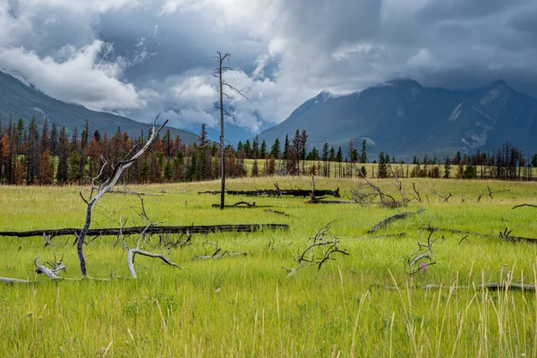 Montanhas Torno Das Árvores Prados Perto Aeródromo Jasper Parque Nacional — Fotografia de Stock