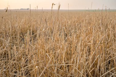 Stewart Vadisi yakınlarındaki bir çayır buğday tarlasında büyük yıkım yaşanıyor.