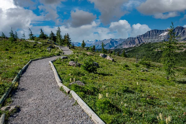 Sendero Través Las Montañas Flores Silvestres Sunshine Meadows Sunshine Village —  Fotos de Stock