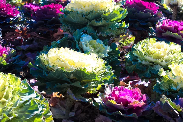 Zierkohl im Garten — Stockfoto