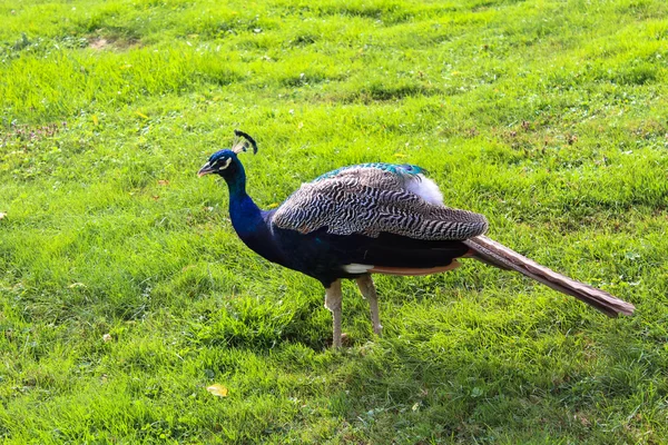 Peacock on green grass — Stock Photo, Image