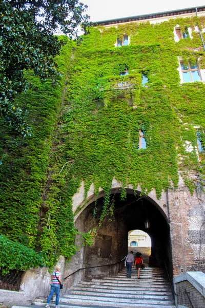 üzüm ile duvar eski ev