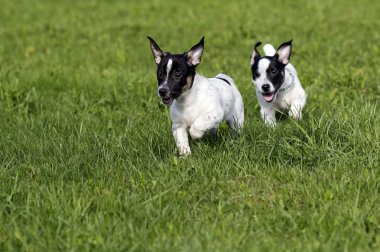 jack Russell terrier yavruları
