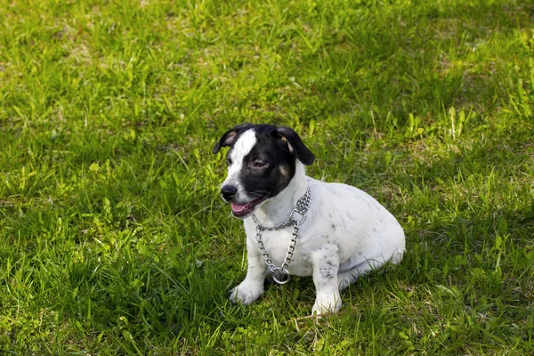 Cucciolo jack russell terrier — Foto Stock