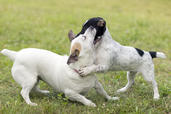 Cachorro Jack Russell Terrier jogando Imagens Royalty-Free