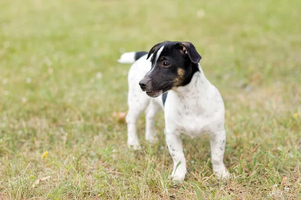 Cachorro jack russell terrier Imagem De Stock