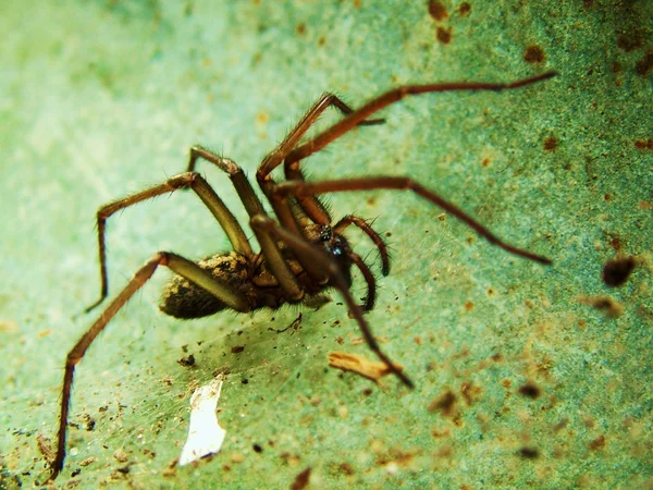 Araña sobre verde . — Foto de Stock