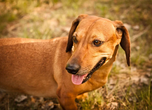 Cane bassotto — Foto Stock