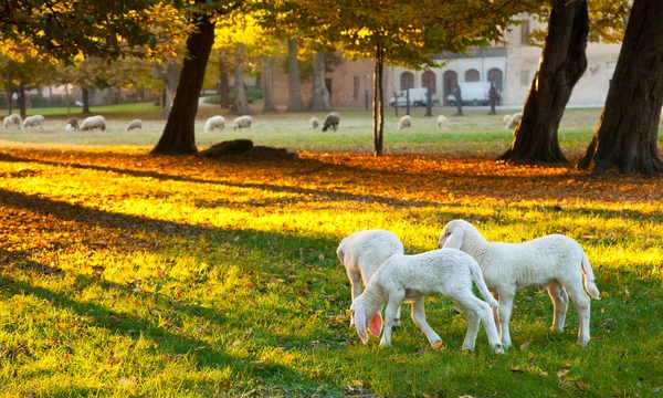 Lambs at the park. — Stock Photo, Image