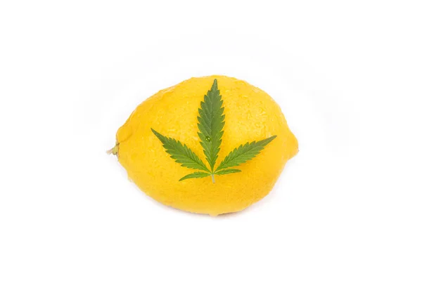 Citrusterpener Gul Citron Och Grön Cannabisblad Isolerad Vit Bakgrund — Stockfoto