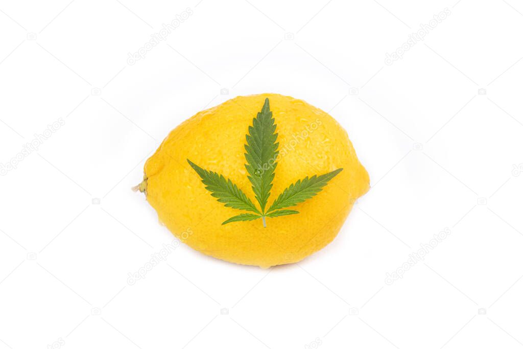 citrus terpenes yellow lemon and green cannabis leaf isolated on white background...