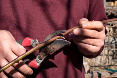 Bahçıvanın elleri budama makinesiyle sarmaşığı buduyor..