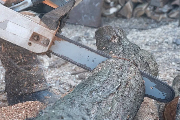 Cutting Wood Chainsaw Firewood Harvesting Process Close — Stock Photo, Image