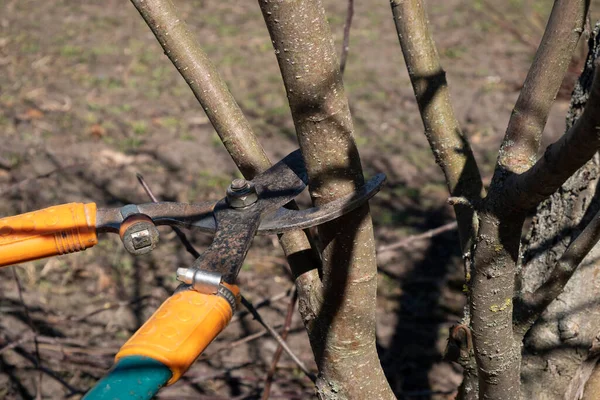 Frühjahrsbaumschnitt Mit Baumschere Gartenreinigung — Stockfoto