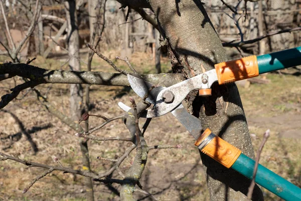 Gehölzschnitt Frühling Mit Gartenschere — Stockfoto