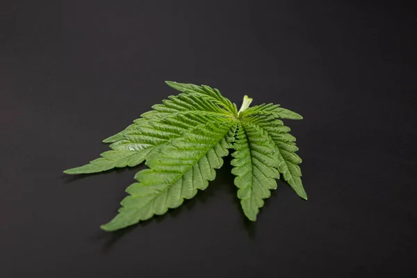 Green Marijuana Leaf Dark Black Background — Fotografia de Stock