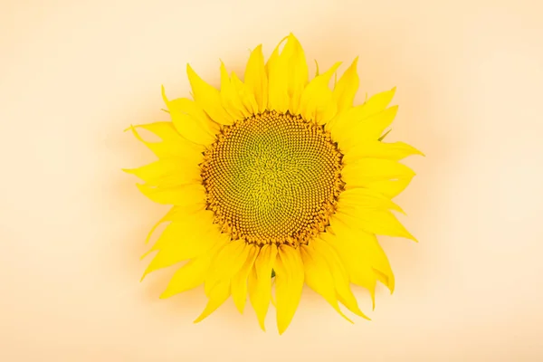 Big Yellow Sunflower Close Beige Background Sunny Flower — Foto de Stock