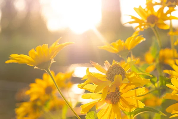 yellow summer flowers, and sun rays of light.
